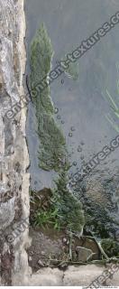 Photo Texture of Waterplants 0002